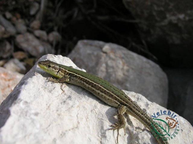Naturpark Velebit 44